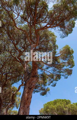 Italian stone pine (Pinus pinea) in La Pineta Granducale, Parco Regionale della Maremma, Province of Grosseto, Tuscany, Italy Stock Photo