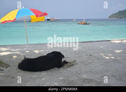 Dog on sandy beach in Thailand. Stock Photo