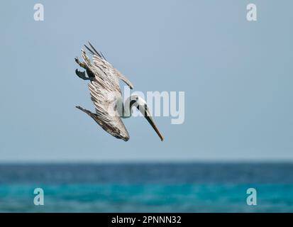 Adult brown pelican (Pelecanus occidentalis), plumage chick-eating, in flight, diving into the sea for fish, Bonaire, Lesser Antilles Stock Photo