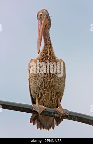 Spot-billed Pelican (Pelecanus philippensis) immature, standing on street lamppost, Colombo, Sri Lanka Stock Photo
