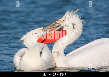 Dalmatian pelican (Pelecanus crispus) two adult males, fighting at sea, Lake Kerkini, Macedonia, Greece Stock Photo