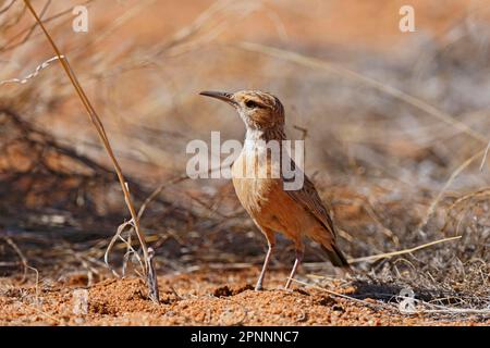 Karoo Long-billed Lark (Certhilauda subcoronata) adult, standing on the ground, Augrabies Falls N. P. Northern Cape, South Africa Stock Photo