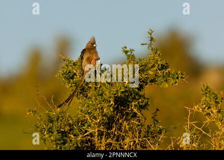 White-backed Mousebird (Colius colius) adult, perched in bush, Western Cape Province, South Africa Stock Photo