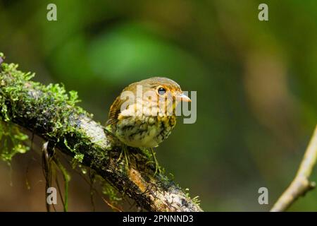 Ochre-breasted Antpitta (Grallaricula flavirostris) adult, sitting on a branch in montane rainforest, Angel Paz, Andes, Ecuador Stock Photo