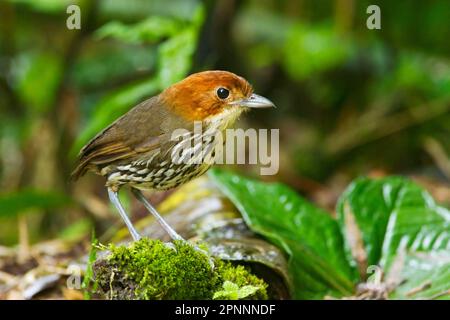 Adult chestnut-crowned antpitta (Grallaria ruficapilla), standing on the ground of montane rainforest, San Isidro, Andes, Ecuador Stock Photo