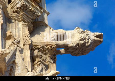 Siena, Cathedral, Cathedral, gargoyles, Cathedral, UNESCO World Heritage Site, Tuscany, Italy Stock Photo