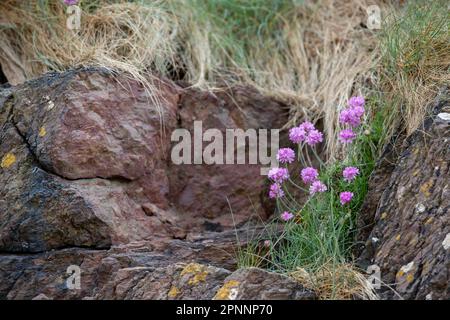 Pretty pink wild sea thrift flowers growing along the rugged coastline of Cornwall, UK. Armeria maritima, commonly known as thrift, sea thrift or sea Stock Photo