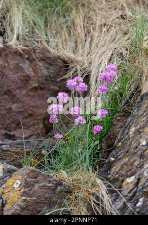 Pretty pink wild sea thrift flowers growing along the rugged coastline of Cornwall, UK. Armeria maritima, commonly known as thrift, sea thrift or sea Stock Photo