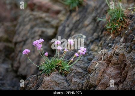 Pretty pink wild sea thrift flowers growing along the rugged coastline of Cornwall, UK. Armeria maritima, commonly known as thrift, sea thrift or sea Stock Photo