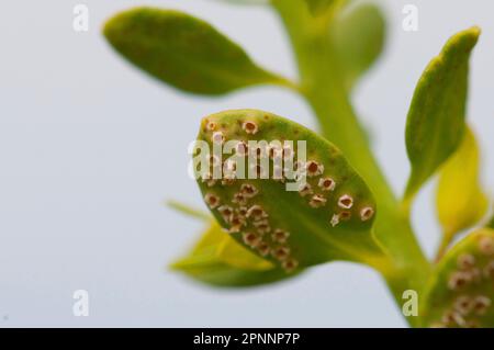 Uromyces pisi (Euphorbia cyparissias) Stock Photo