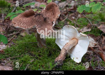 (Lepiota aspera) Stock Photo