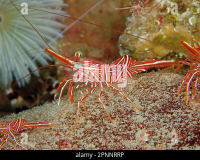 Camel shrimp (Rhynchocinetes durbanensis), Sodwana Bay National Park dive site, Maputaland Marine Reserve, KwaZulu Natal, South Africa Stock Photo