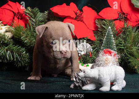 Little cute American Bully puppy sitting next to Christmas tree branches decorated with red poinsettia flowers snowflakes, cones. Christmas and New Ye Stock Photo