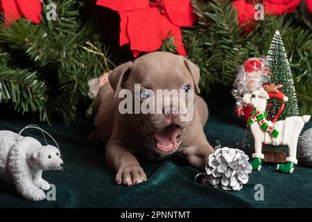 Little cute American Bully puppy lying next to a Christmas tree decorated with toys, snowflakes, cones and a Teddy bear. Christmas and New Year for pe Stock Photo