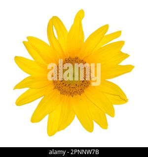 Dreamstime: Sunflower single blossom . Yellow flower on Isolated background. Sunflower blossom. Isolated background. Stock Photo