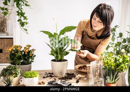 Female gardener wiping plant leaves working at workshop Stock Photo