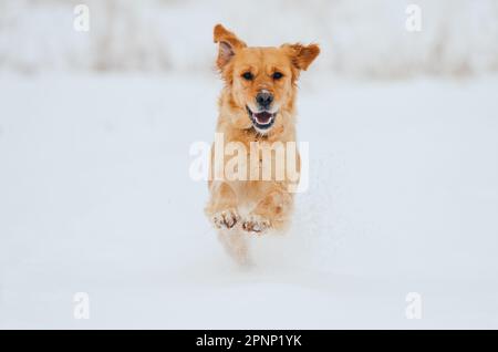 Golden retriever in snow winter Stock Photo