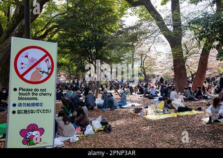 Ueno Park Tokyo, April 2023, crowds family and friends picnic to view hanami and admire the cherry blossoms in Ueno Park,Japan,Asia Stock Photo