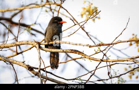Close-up of a beautiful black fronted nunbird perching on a small branch, looking to the right, bright defocused background, Chapada dos Guimarães, Ma Stock Photo