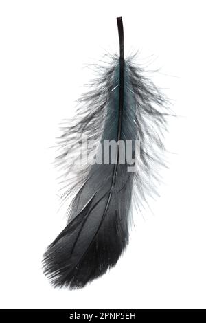 Fluffy black feather isolated on the white background closeup Stock Photo