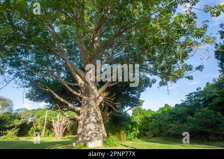Wilderness Wildlife Bush Safari thick large baobab tree closeup branches tropical environment. Stock Photo