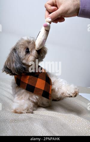 A Small Shih Tzu Dog surrounded by his cuddly toys Stock Photo - Alamy