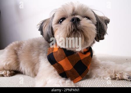 photo Shih Tzu dog looks at the camera close up Stock Photo