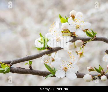 Blooming apple tree on a blurred natural background. Selective focus. High quality photo Stock Photo