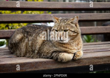 A fluffy street cat lies on a wooden bench in the park. Homeless brown cat looks away. Fat cat close-up in the spring on the street. Stock Photo