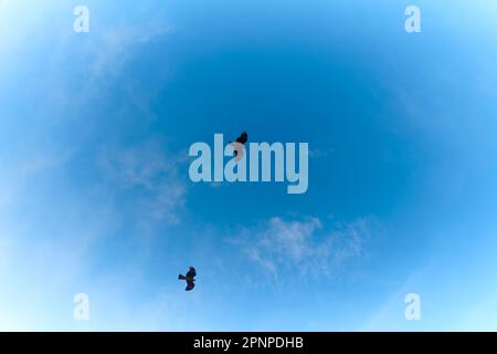 Kite in the sky Stock Photo