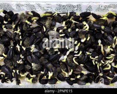 Sprouted sunflower seeds with mold close-up. Sunflower seeds on microgreens top view. Growing microgreens at home.  sprouts in a tray. mold on seeds. Stock Photo