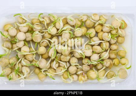Sprouted grains of peas top view. Growing legumes for microgreens in an apartment. Microgreens from peas on napkins in a plastic container. Stock Photo