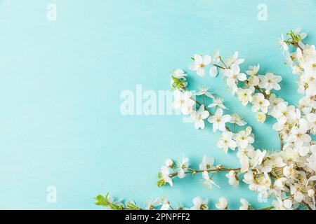 Cherry blossom spring flower branches on pastel blue background. Flat lay. Spring background. Top view with copy space Stock Photo