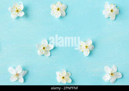Spring cherry blossom flowers on pastel blue background. Floral pattern. Flat lay. Top view Stock Photo
