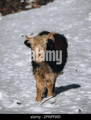 A baby yak on snow in Annapurna region, Nepal, Himalaya Stock Photo