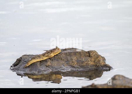 A single Australian mudskipper rests on a mangrove rock on the Cairns Esplanade iintertidal zone in Far North Queensland. Stock Photo