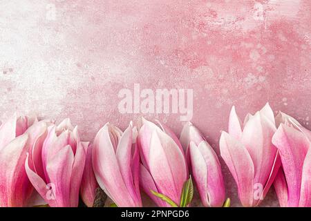 Pink magnolia flowers on pink concrete background. Flat lay. Spring background. Holiday or wedding card. Top view with copy space Stock Photo