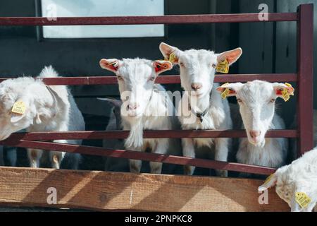 White Goats Standing at Farm in Wooden Shelter and looking at Camera. Chip in Ear. Cute and funny. Close-up Stock Photo