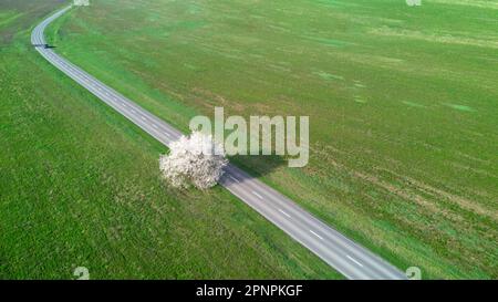 Aerial view of a single blooming tree, road and green grass during on a beautiful sunny day in springtime. Green scenery. Stock Photo