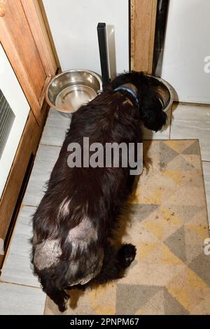 English Cocker Spaniel drinking out of raised Bowls to help support his Neck and Posture when growing Old. Stock Photo