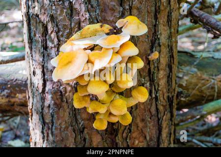 Royal honey mushrooms grew on the trunk of a standing old tree in the autumn forest Stock Photo