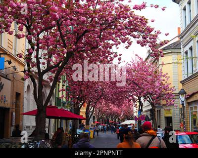 Kirschblüte, Cherry Blossom, Hanami in Bonn, Germany Stock Photo