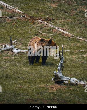Close up wild, big Brown Bear, Ursus arctos, male on the bank of lake, staring directly at camera. Arctic meadow with flowering grass lit by early Stock Photo
