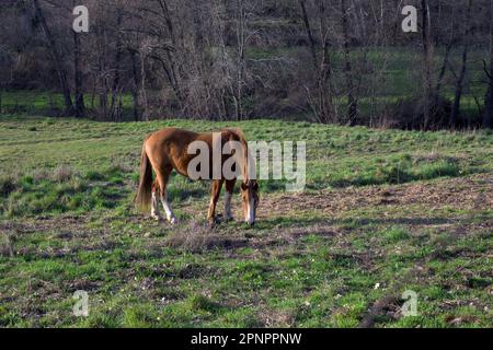 Chestnut colored horse grazing in mountain setting with abundant green grass pasture Stock Photo