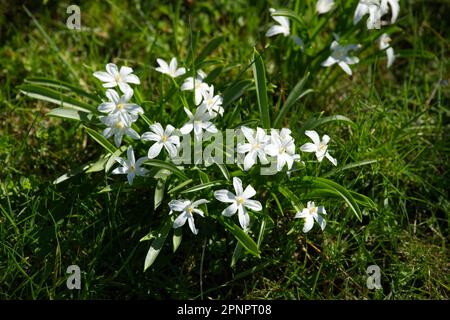 White spring flowers of chiondoxa Scilla luciliae (Gigantea Group) 'Alba' naturalised in grass in UK garden April Stock Photo