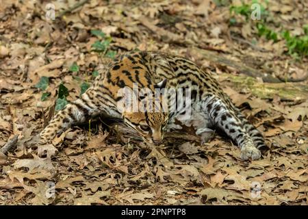 The ocelot (Leopardus pardalis) is a medium-sized spotted wild cat that reaches 40–50 cm (15.7–19.7 in) at the shoulders and weighs between 7 and 15.5 Stock Photo