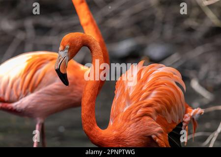 Flamingos or flamingoes are a type of wading bird in the family Phoenicopteridae, which is the only extant family in the order Phoenicopteriformes. Stock Photo