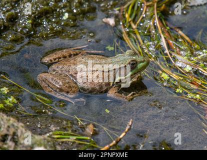 A large Green Frog resting on thick aquatic vegetation in a Wisconsin wetland. Stock Photo