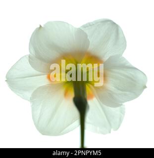 Single white daffodil with yellow orange center with image taken from the back of the flower while backlit on a white background. Stock Photo