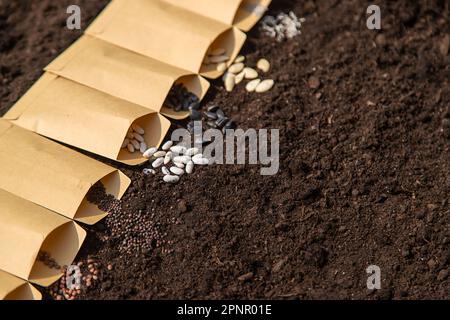 Sow different seeds in the garden. Selective focus. Nature. Stock Photo